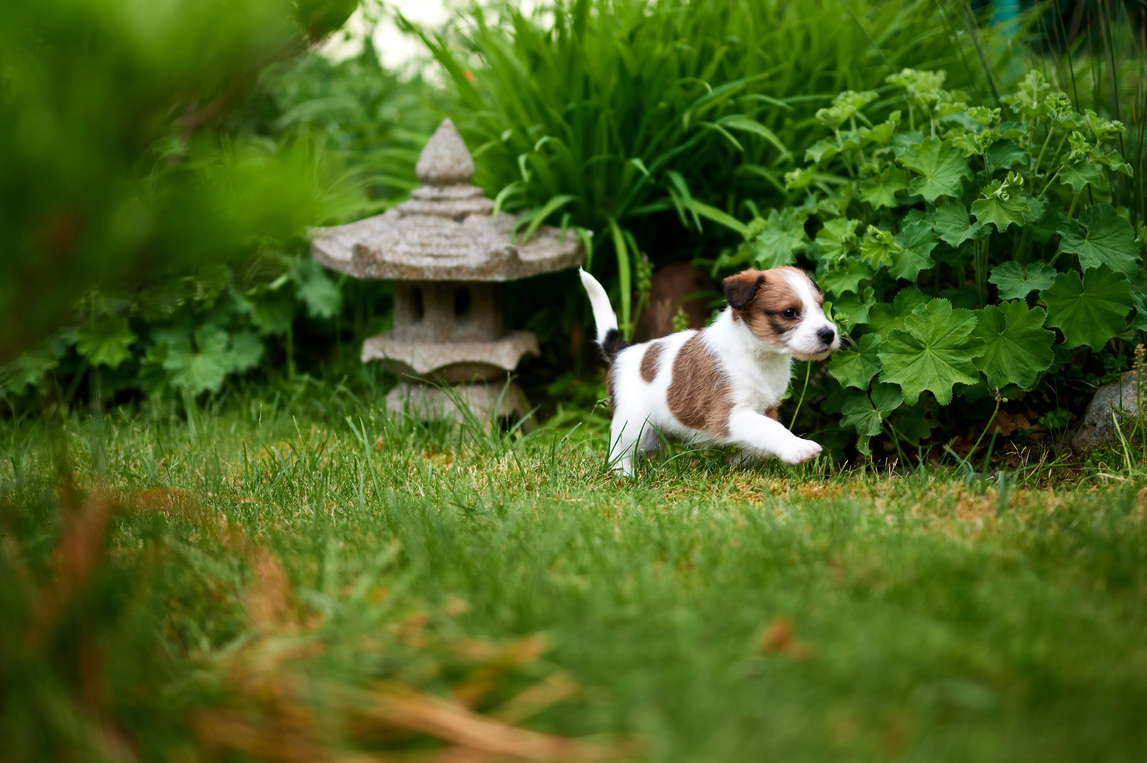 Happy vom rauhen Stein