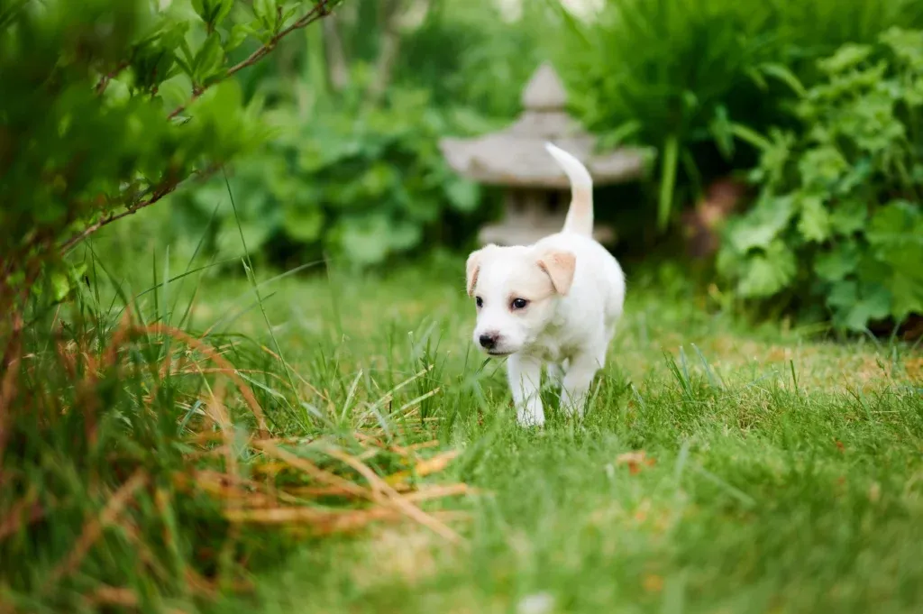 Iolani vom langen Fuchsbau