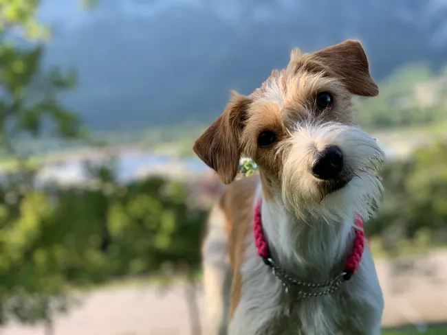 I-Wurf geplant! 🎉 Emoji vom langen Fuchsbau wird Mama! 🐶