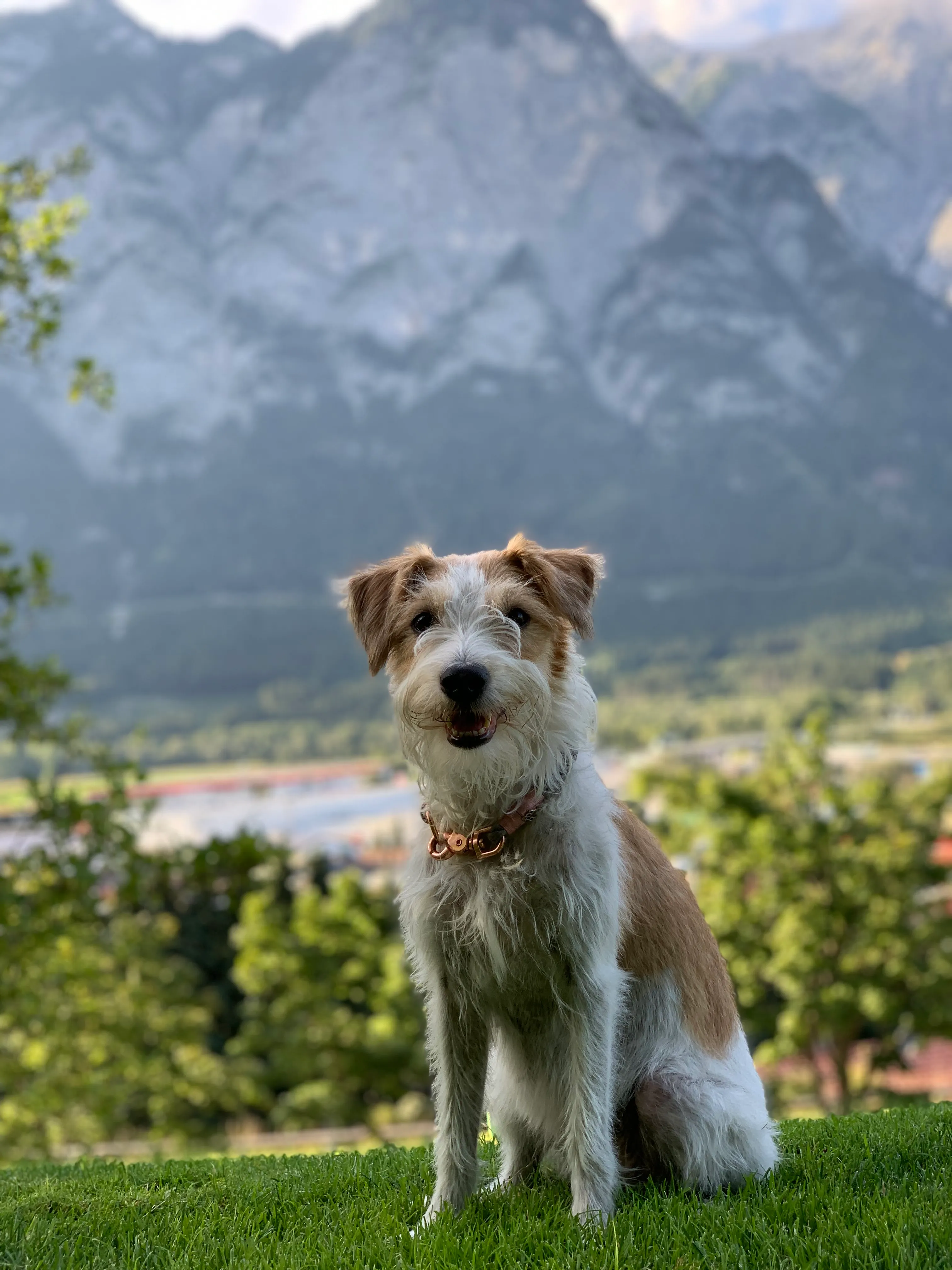 Happy vom rauhen Stein